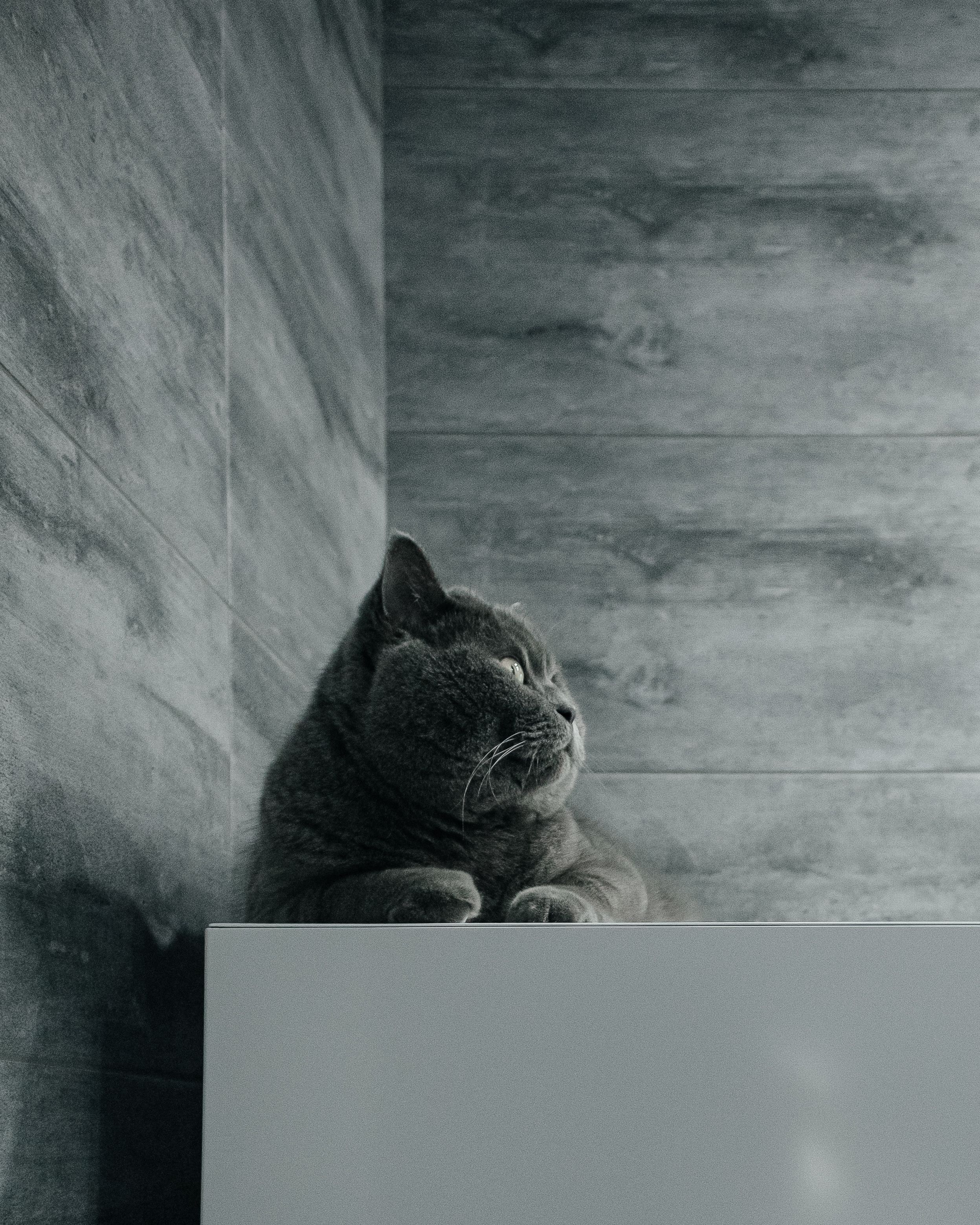 Cat Bathroom Photos, Download The BEST Free Cat Bathroom Stock Photos ...