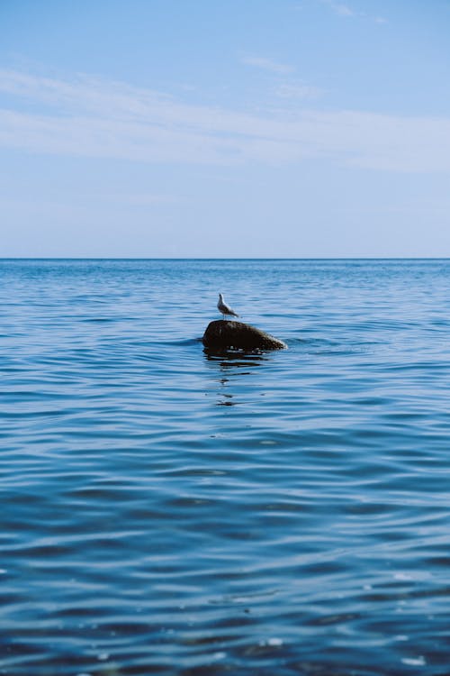 Immagine gratuita di animale, appollaiato, azzurro