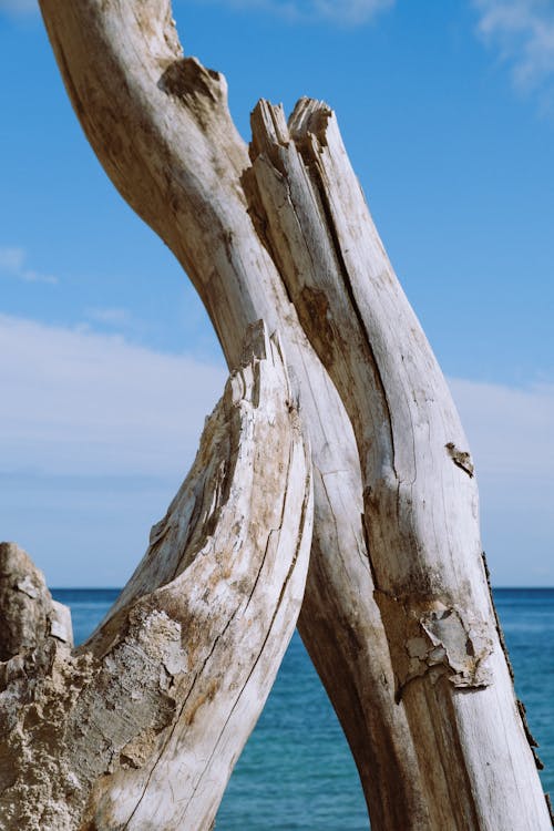 Cracks on Logs