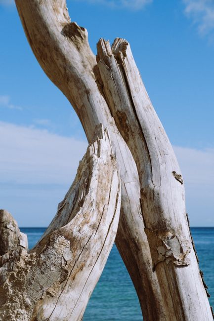 Aged driftwood on a beach with blue sky and ocean backdrop.