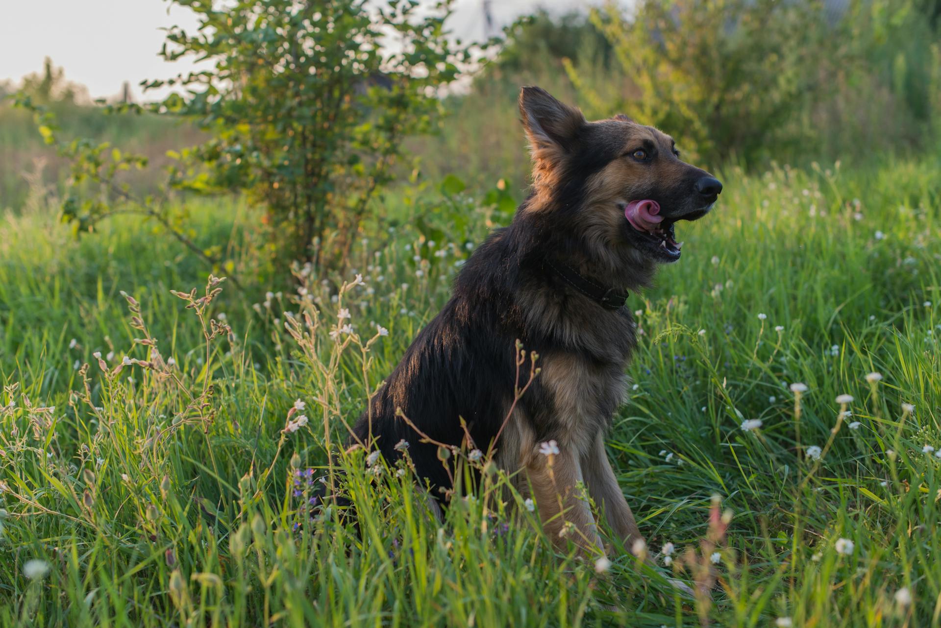 Tysk herdehund som sitter på gräs