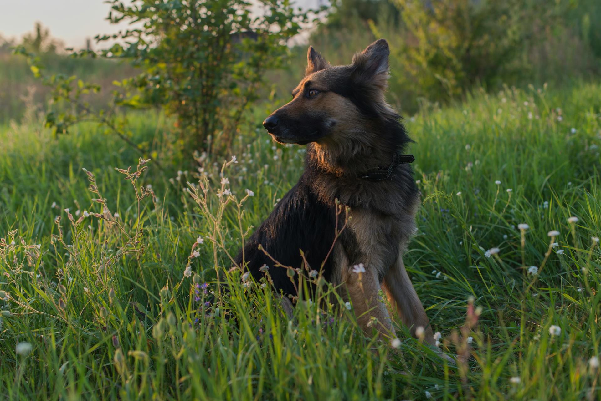 Tysk herdehund som sitter på gräset och tittar åt sidan