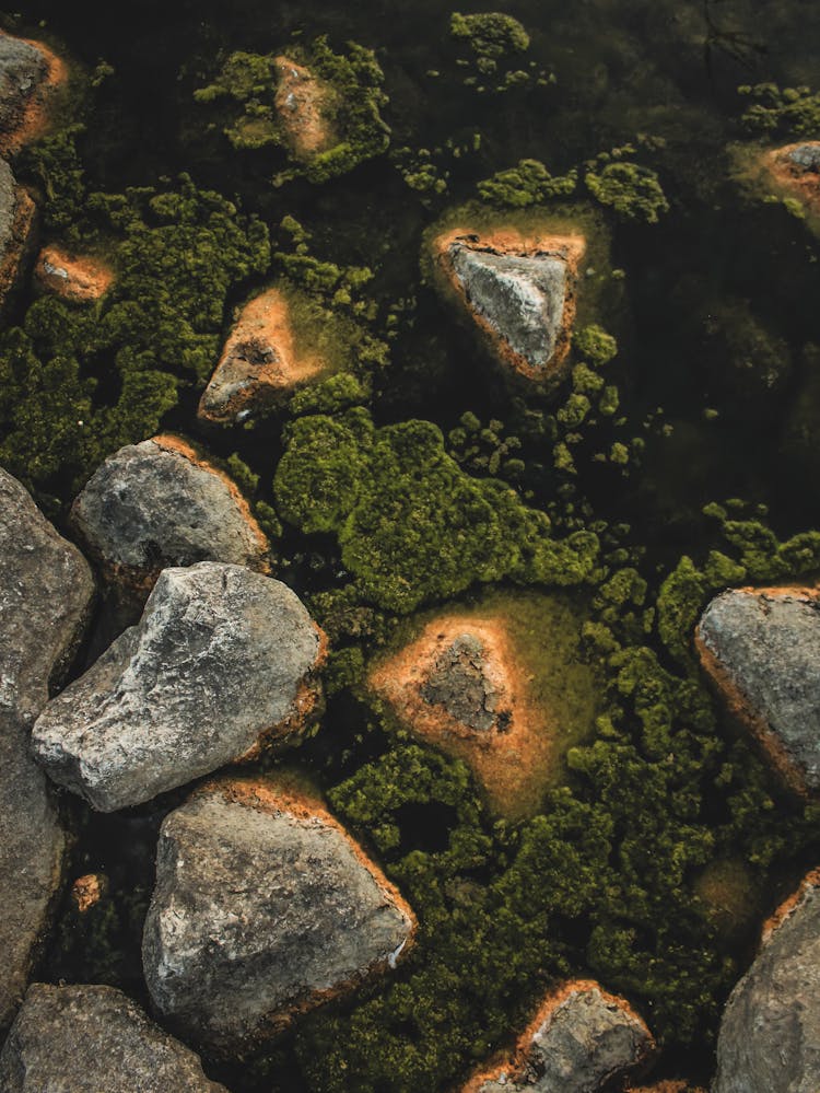 Stones And Spawn In Water 