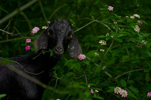 Black Goat Eating Leaves