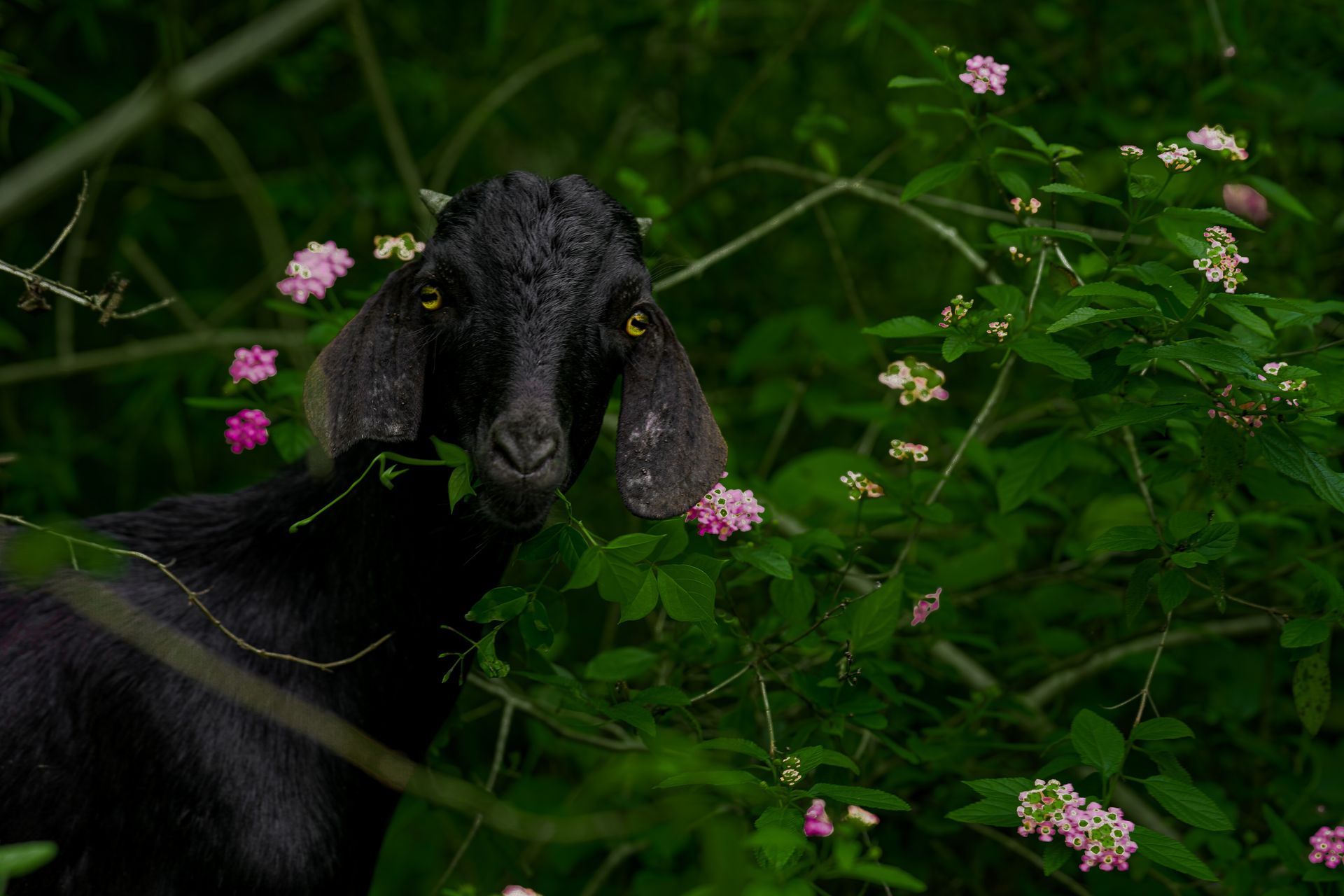 Close-up of a black Bengal goat grazing amidst lush greenery and blooming flowers outdoors.