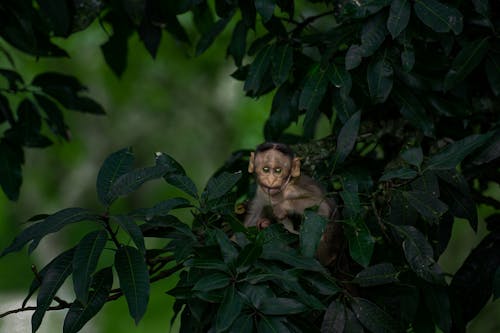 Free Close-Up Shot of a Monkey on Tree Leaves Stock Photo