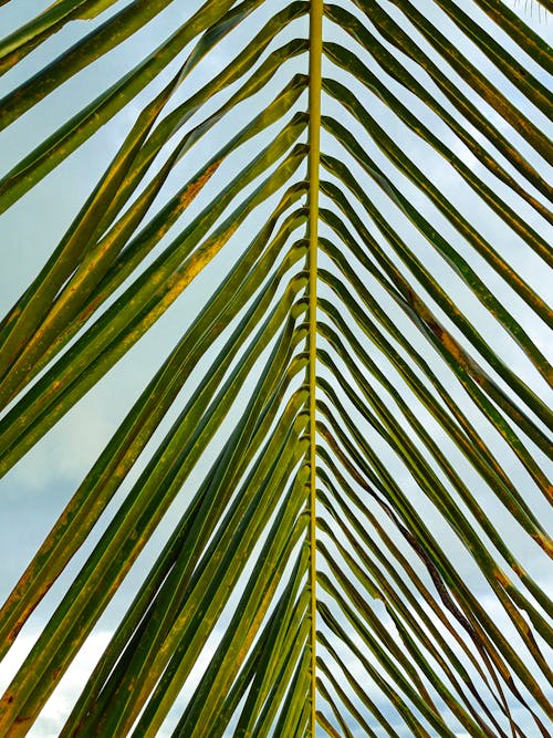Kostenloses Stock Foto zu grünes blatt, nahansicht, palmblatt