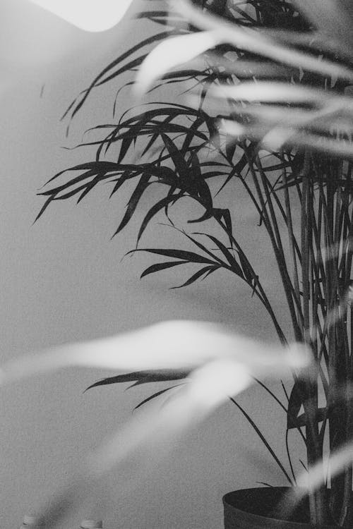 그레이스케일, 나뭇잎, 블랙 앤 화이트의 무료 스톡 사진