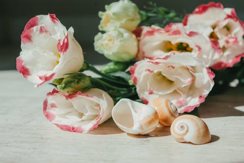 Free Seashells and a Bouquet of Peonies Stock Photo