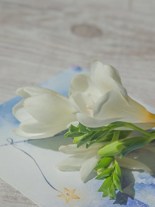 Photos gratuites de bourgeon, carte, fleurs blanches