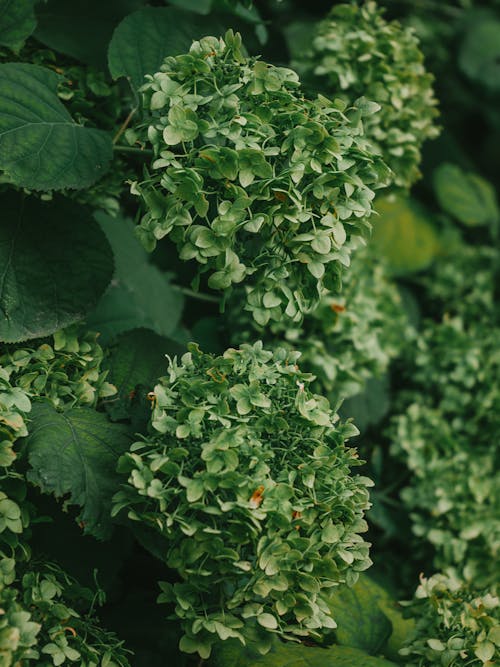 Green Hydrangea Flowers in Clusters