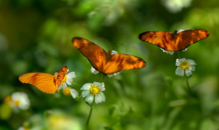 Butterflies Perched On White Flowers