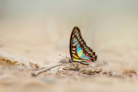 Close Up Photo of a Butterfly