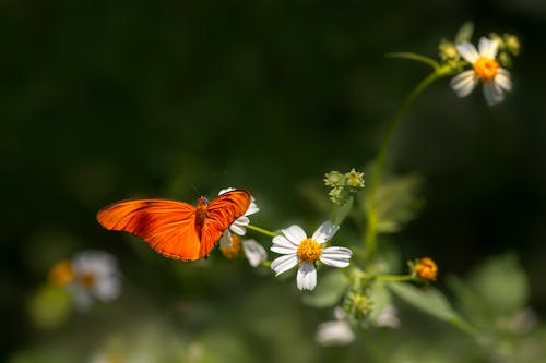 昆蟲, 特写, 翅膀 的 免费素材图片