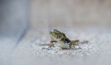 Brown and White Bearded Dragon on White Sand