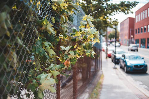 Free Green Leaves of Plants Beside Chain Link Fence Stock Photo