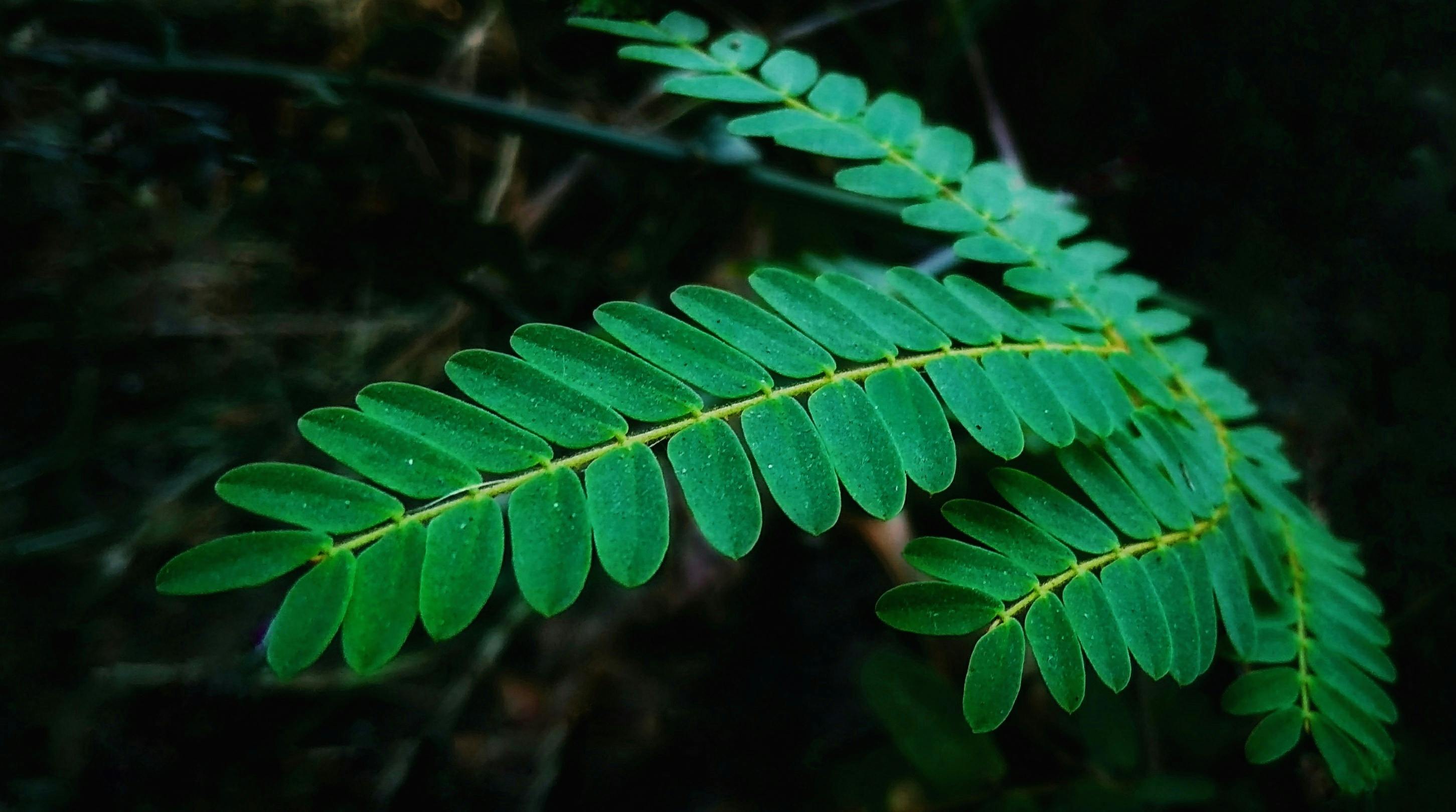 free-stock-photo-of-greenery