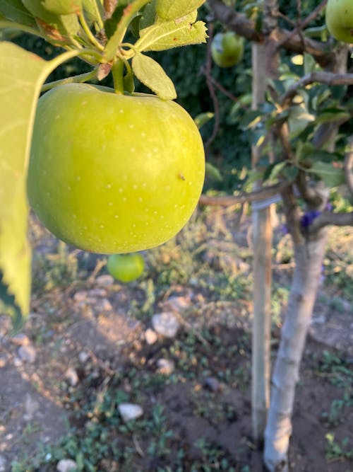 Gratis stockfoto met appelboom, elma