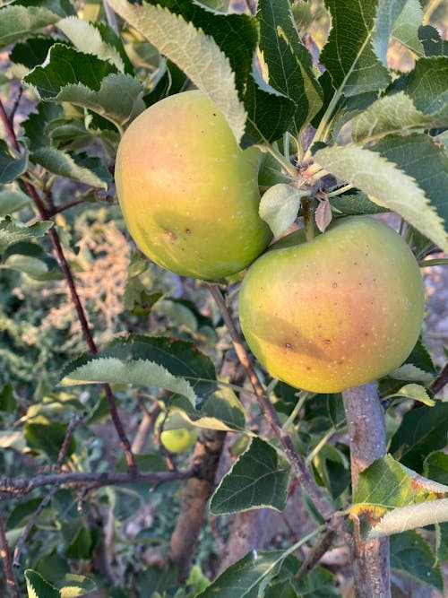 Free stock photo of apple tree, elma, fruit