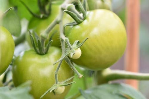 Free Green Tomatoes in Close Up Photography Stock Photo