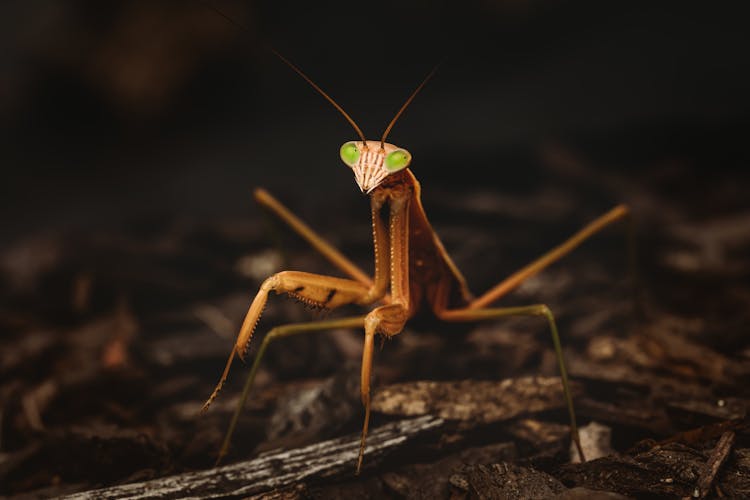 Prying Mantis With Long Legs 