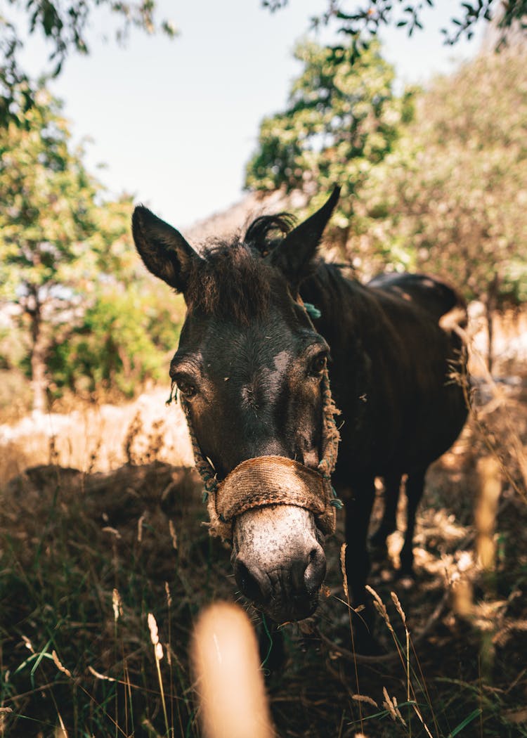 Donkey In The Grass