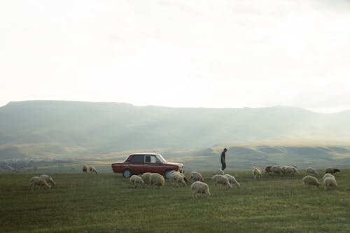 Red Car Parked on a Grass Field