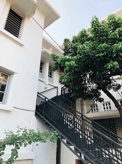 Green Tree Beside White Concrete Building