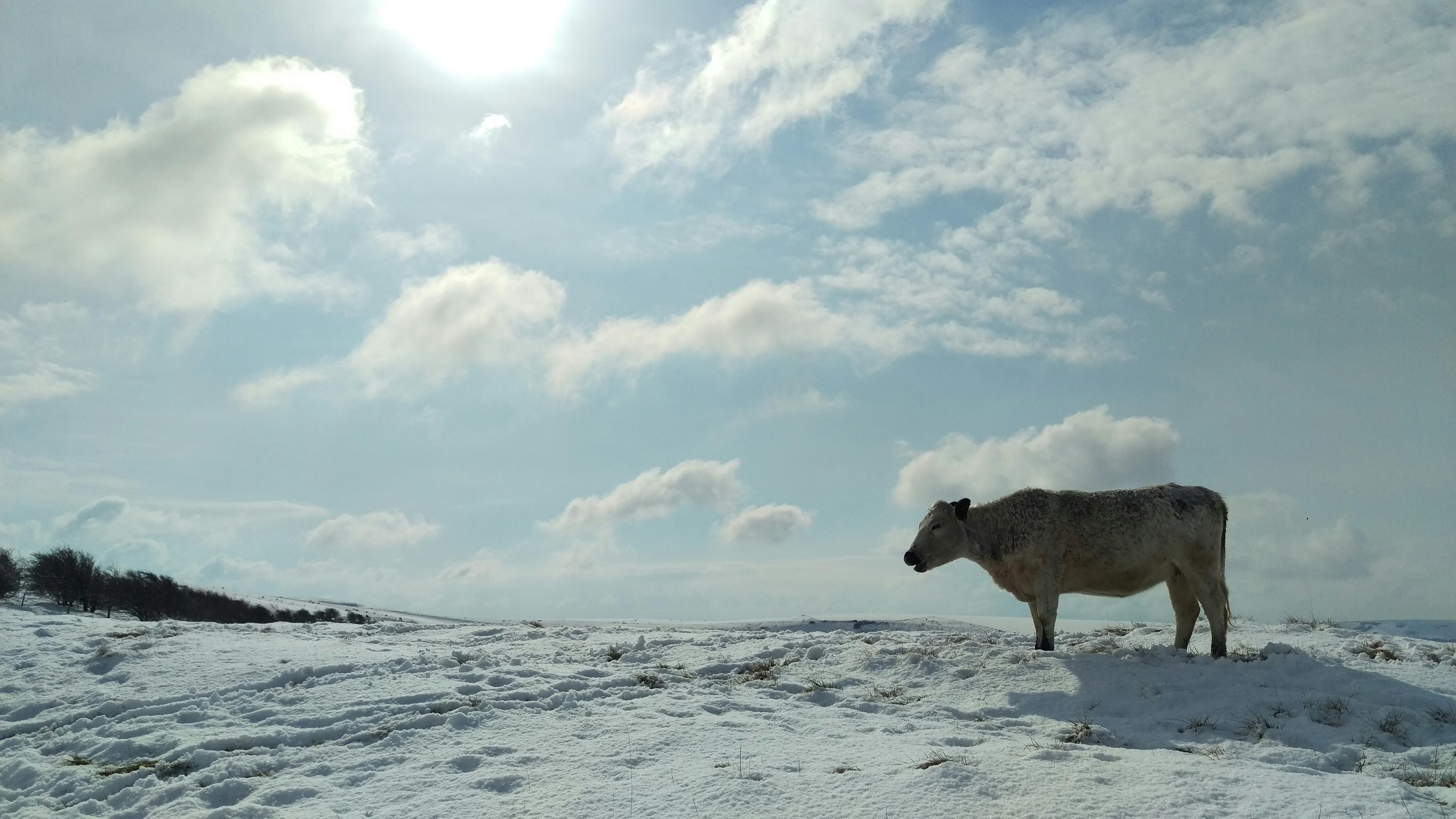 Free stock photo of cloud, cow, snow