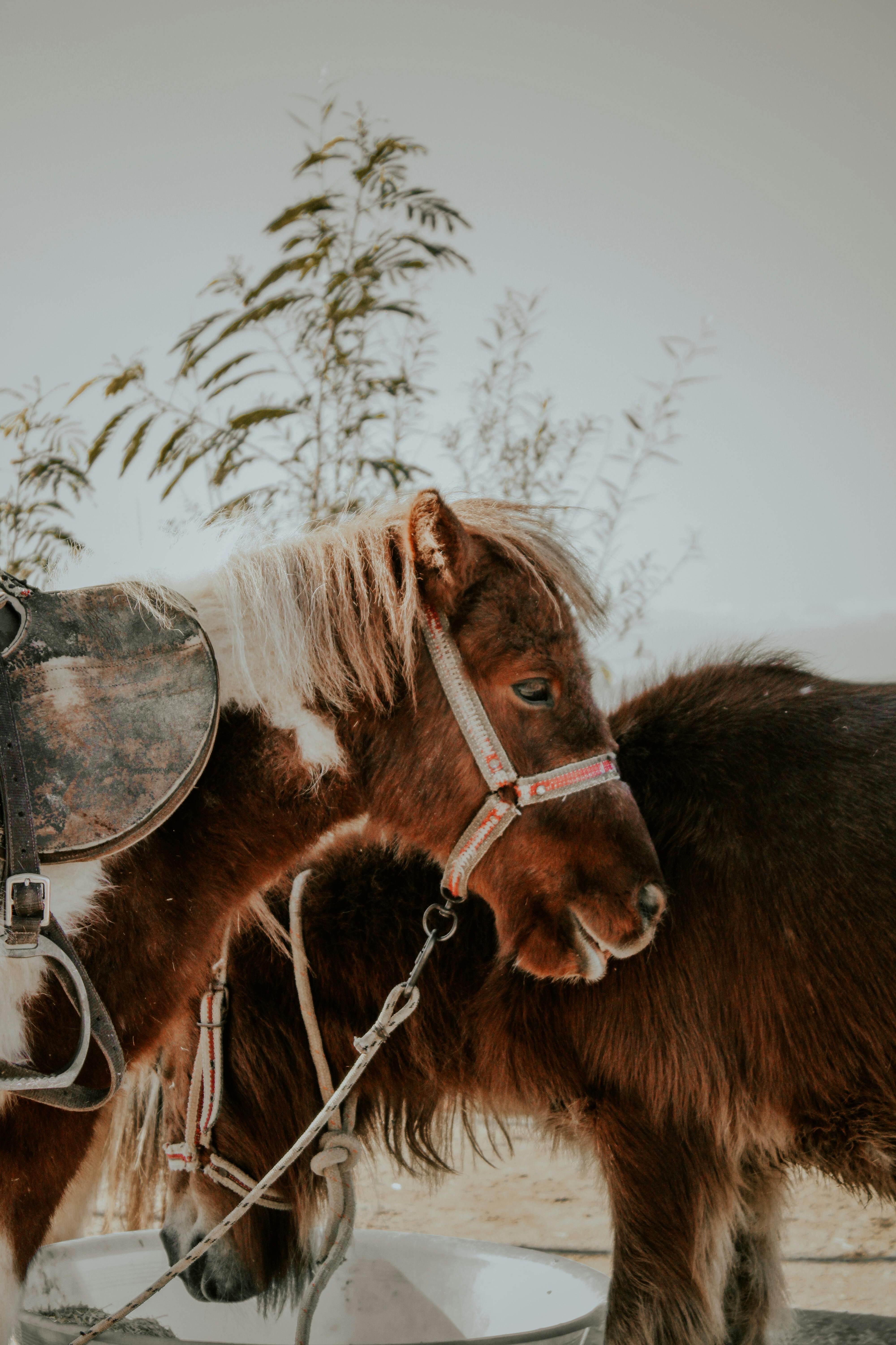 Two ponies with reins in a rural setting, captured outdoors with natural light.