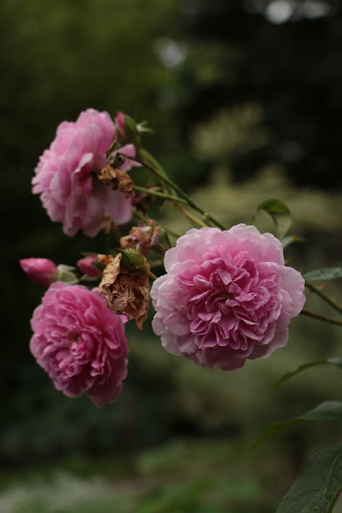 Close Up of Flowers