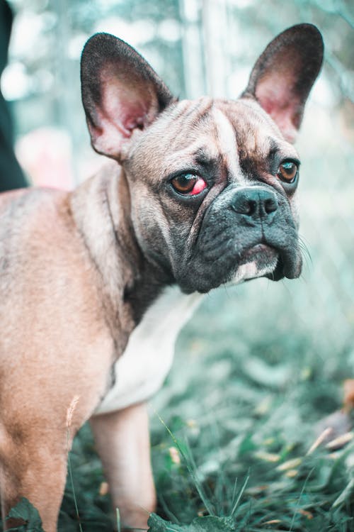 Kostenloses Stock Foto zu auge, französische bulldogge, gras