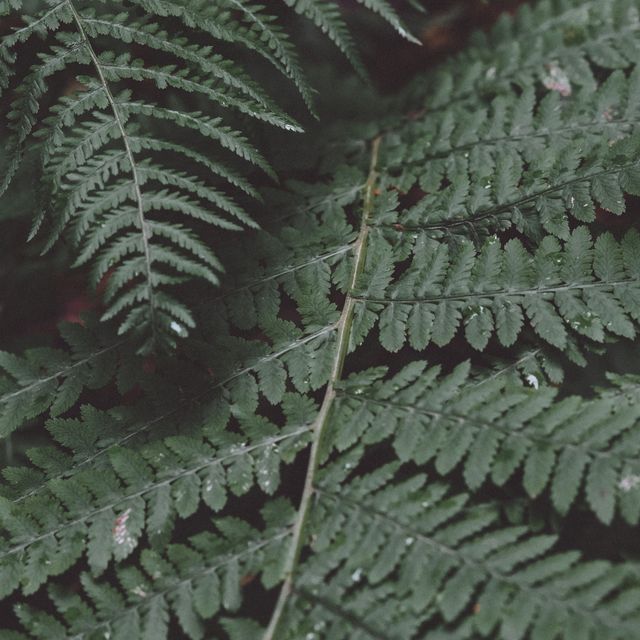 Pressed fern fronds on paper, photo by Nikolaeva Nastia on Pexels