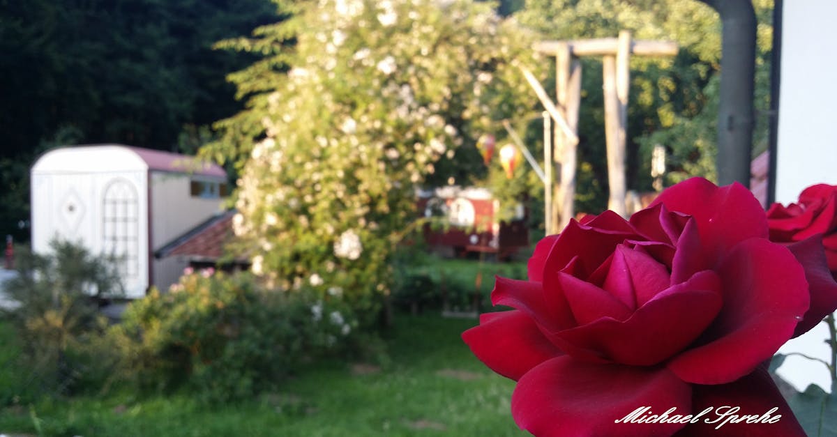 Free stock photo of backyard, germany, roses