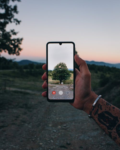 Free Person Taking Photo of a Tree Stock Photo