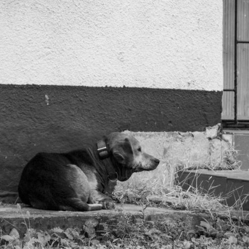 Free stock photo of animal photography, black and white, bosnia Stock Photo