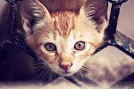 透过金属门，一只姜黄色小猫好奇地向外张望，特写镜头捕捉到了它迷人的眼睛