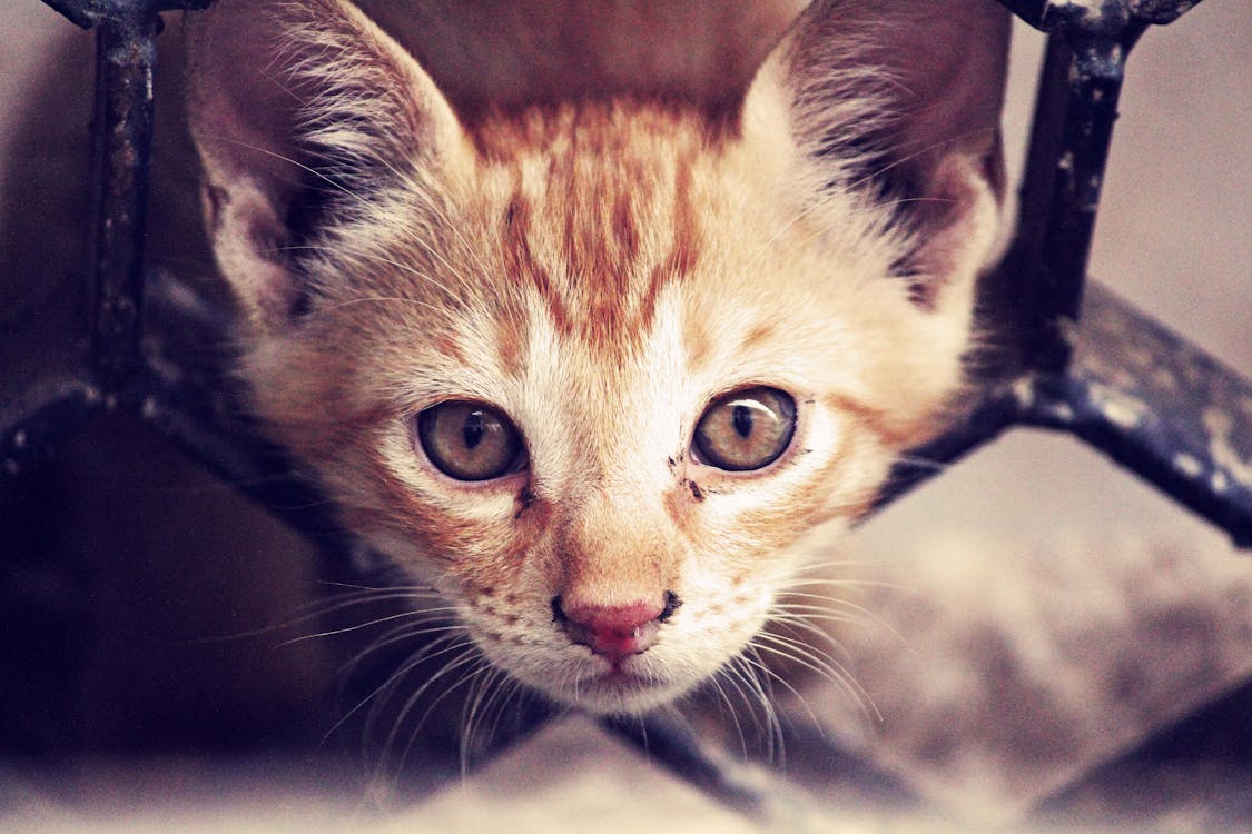 Free Short-fur Orange Kitten Stock Photo