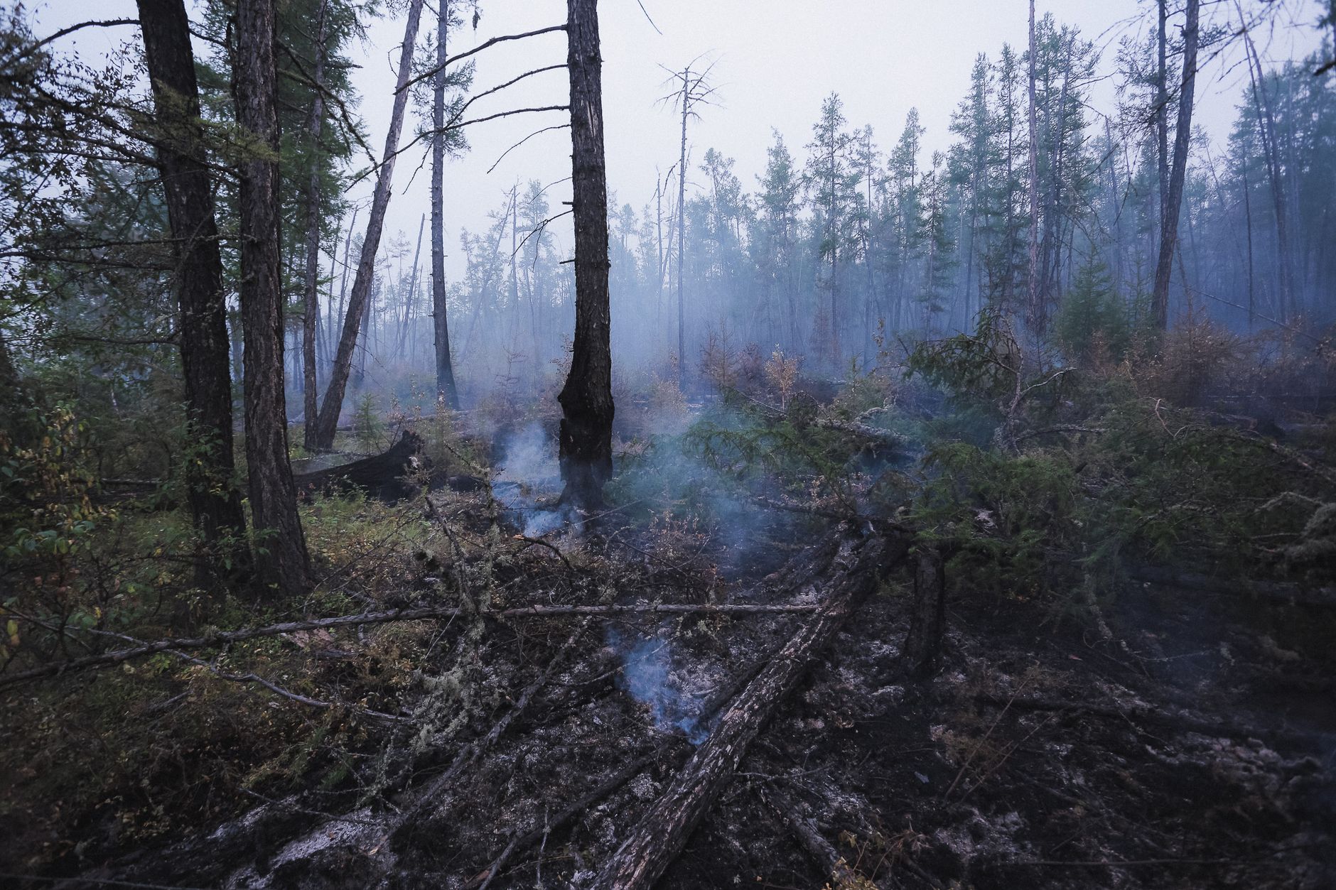 VEGETATION FIRE