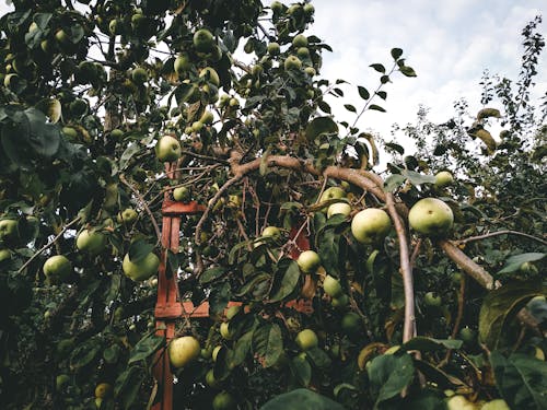 Free Wooden Ladder on an Apple Tree Stock Photo