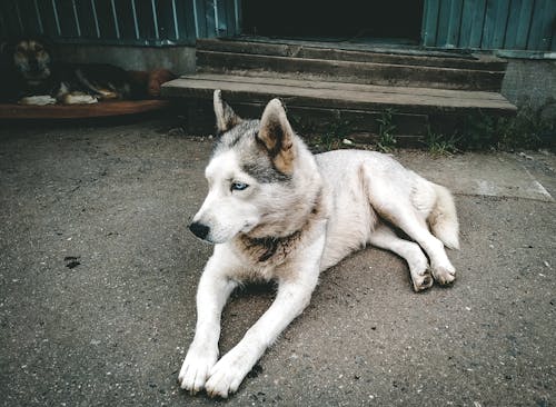 Fotobanka s bezplatnými fotkami na tému domáce zviera, husky, pes