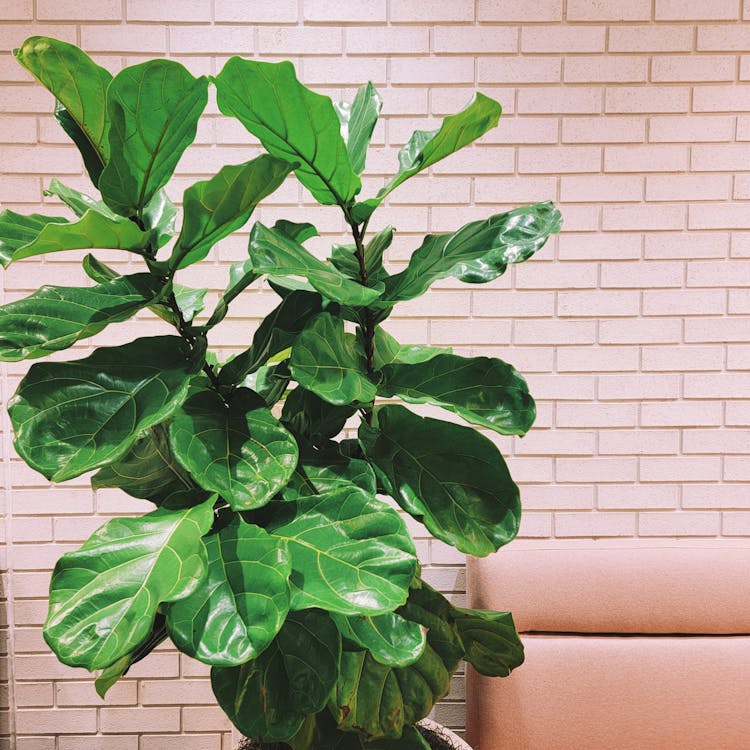 Green House Plant In Living Room