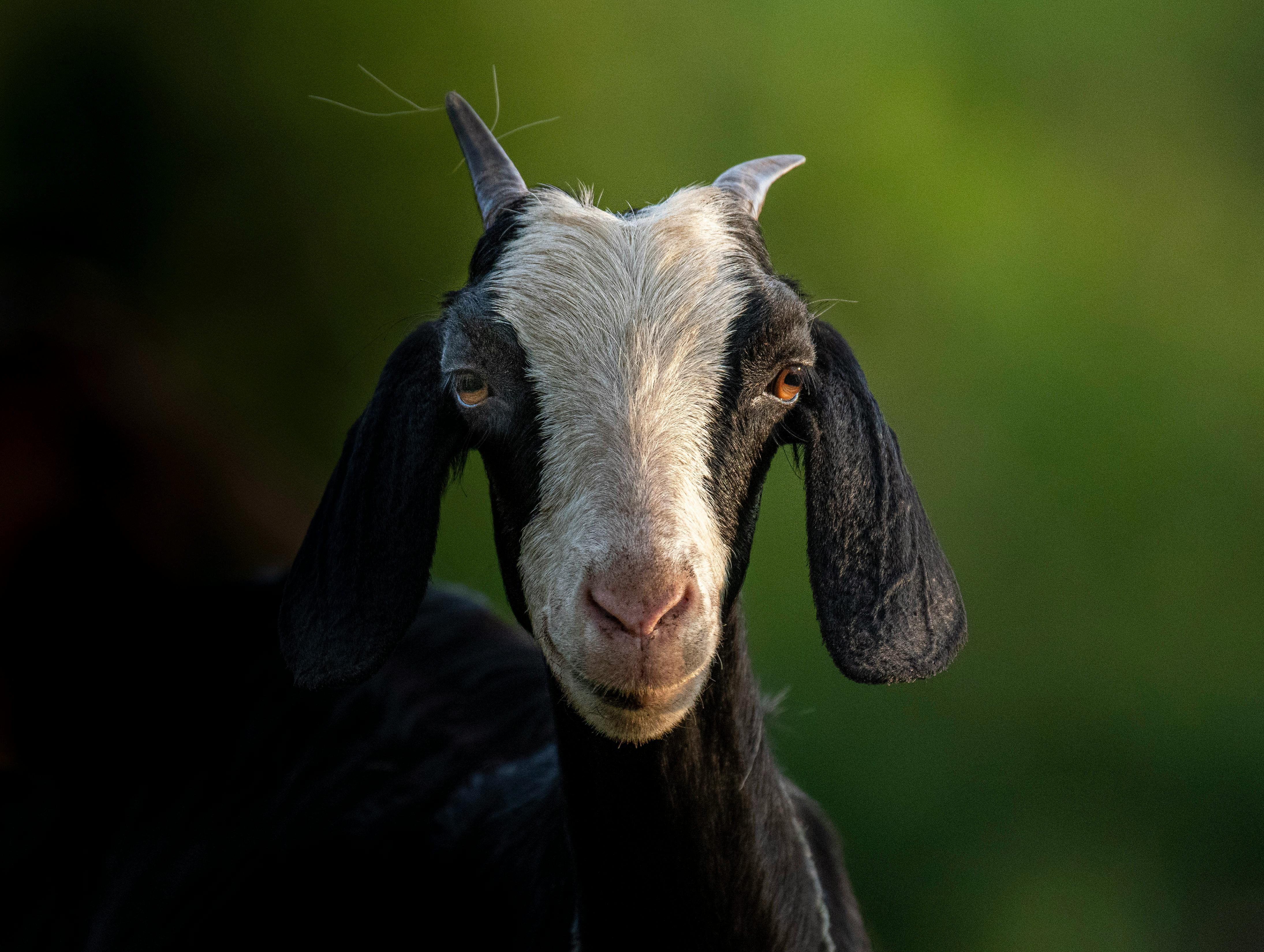 grátis Foto profissional grátis de 3x4, agricultura, animais selvagens Foto profissional