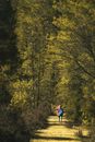Person in Blue Jacket Walking on Forest