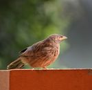 Brown Bird on Wooden Fence