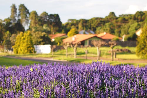 Ilmainen kuvapankkikuva tunnisteilla kauniit kukat, kaunis kukka, laventeli