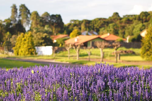 Kostnadsfri bild av lavander, trädgårdsblomma, vacker blomma