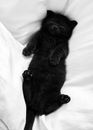 Black Cat Lying on White Textile