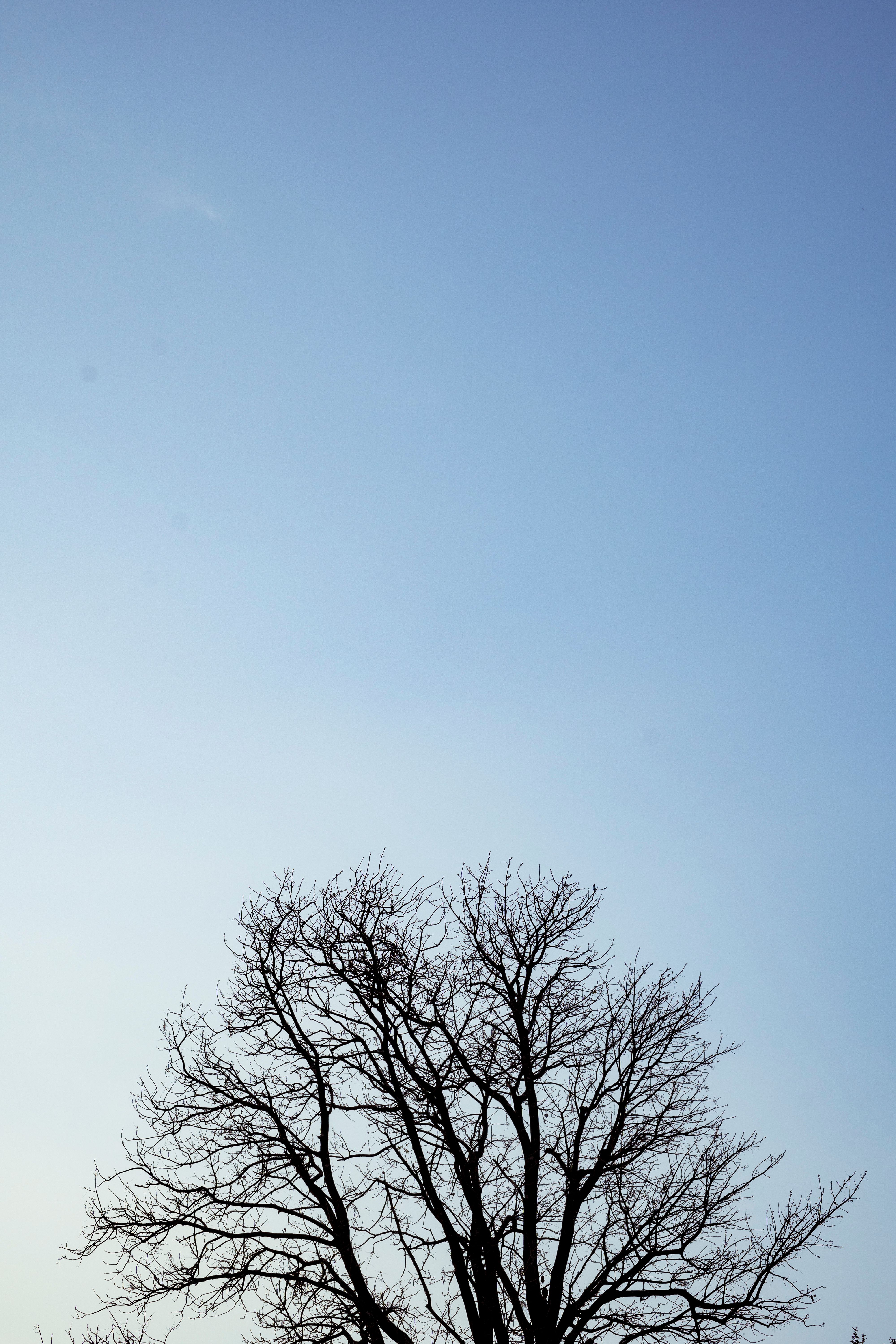 A Silhouette of a Tree under a Blue Sky · Free Stock Photo