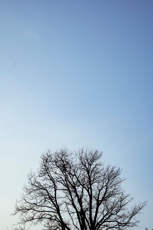 Free Bare tree branches silhouetted against a clear blue sky, capturing a serene and minimalist winter scene. Stock Photo